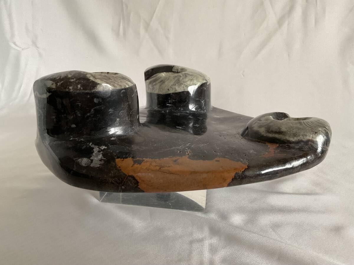 Amazon | 大理石アンモナイト化石の装飾手彫り 303 | 化石・発掘